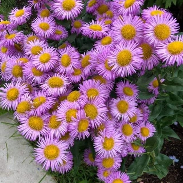 Erigeron glaucus — flower