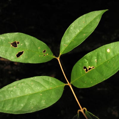 Eugenia florida — leaf