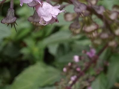 Ocimum carnosum