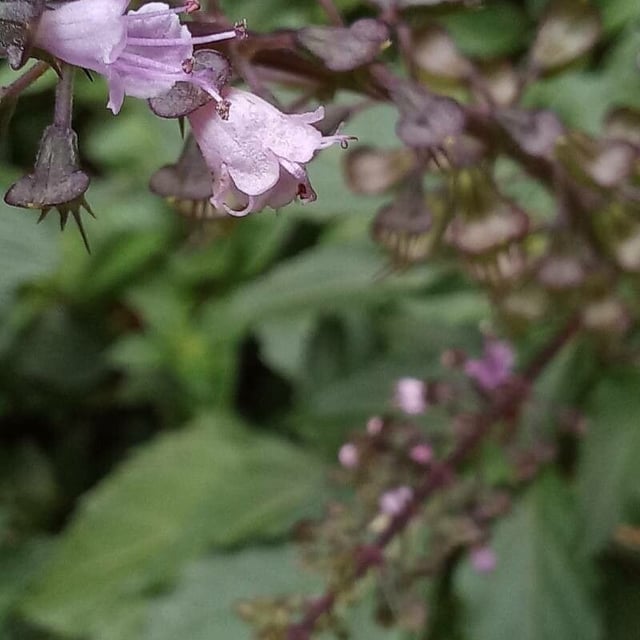 Ocimum carnosum