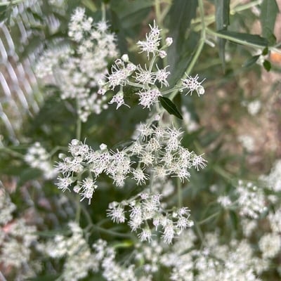 Eupatorium serotinum — flower