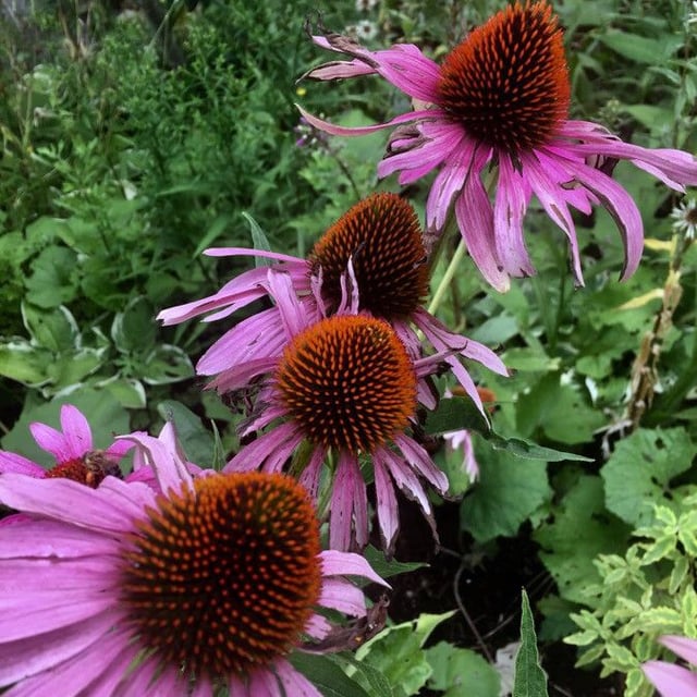 Echinacea purpurea — flower