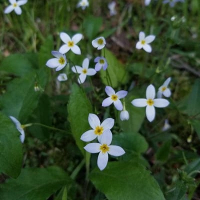 Houstonia caerulea — flower
