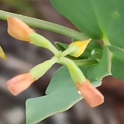 Coronilla scorpioides — flower