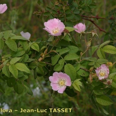 Rosa deseglisei — flower
