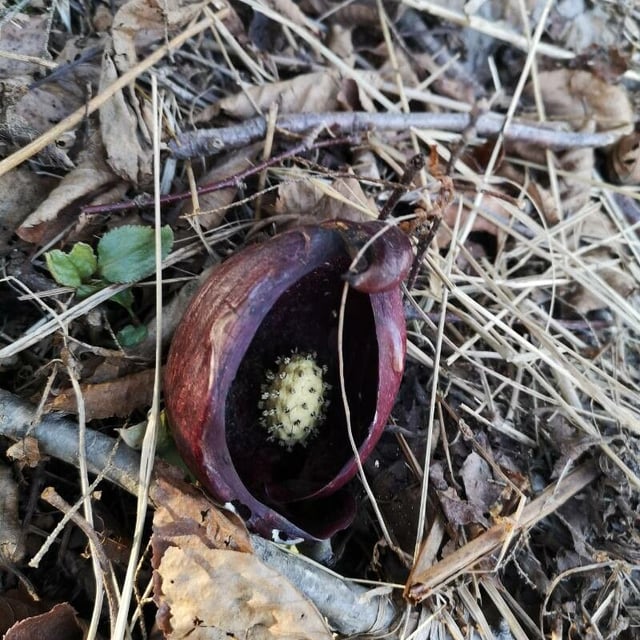 Symplocarpus foetidus — flower