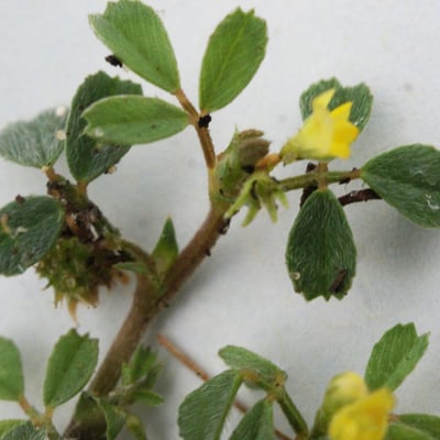 Trifolium micranthum — flower