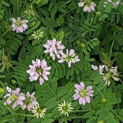 Securigera varia — flower