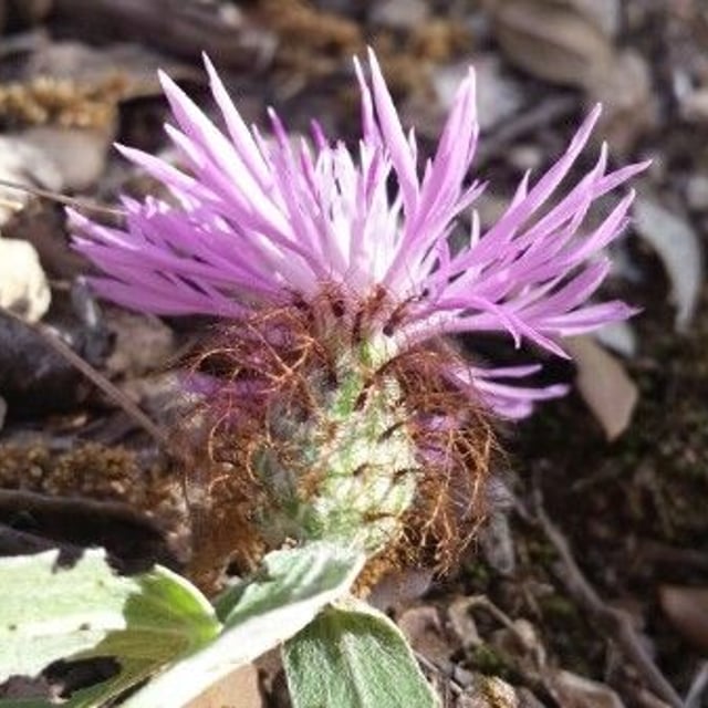 Centaurea pectinata — flower