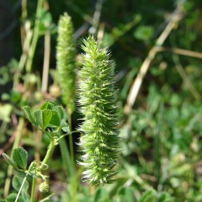 Rostraria cristata — flower
