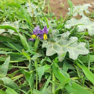 Solanum virginianum — flower