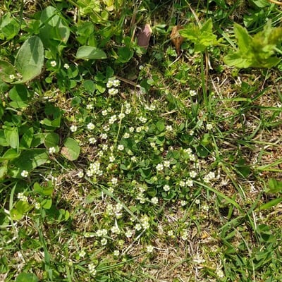 Cochlearia groenlandica — flower