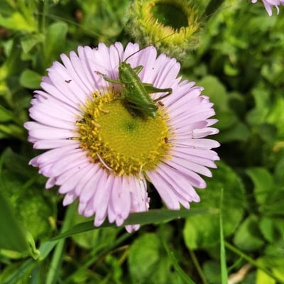 Erigeron glaucus — flower