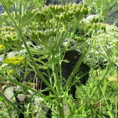 Pleurospermum austriacum — flower
