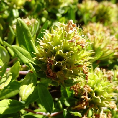 Teucrium montanum — flower