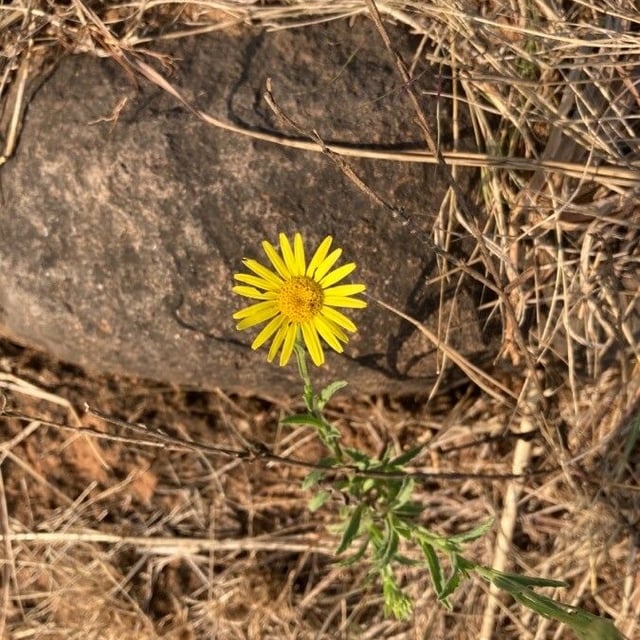 Pulicaria arabica — flower