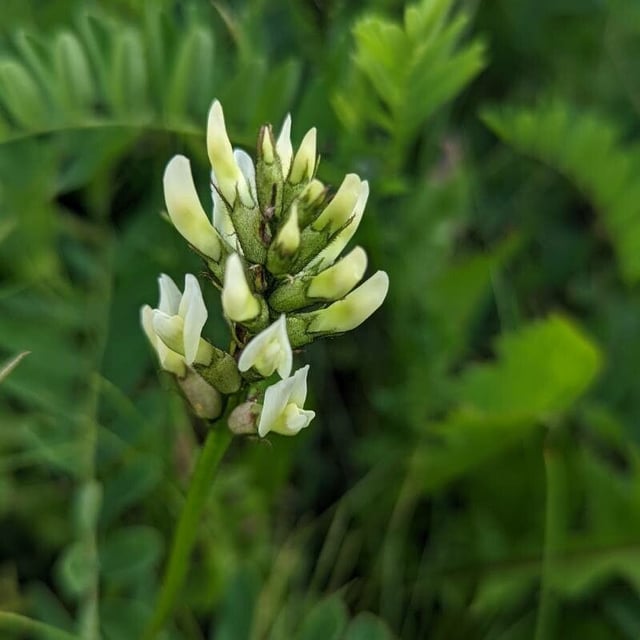 Astragalus cicer — flower