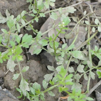 Cardamine pensylvanica — leaf