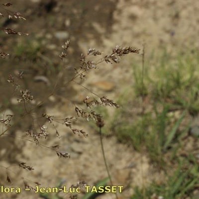 Deschampsia media — flower