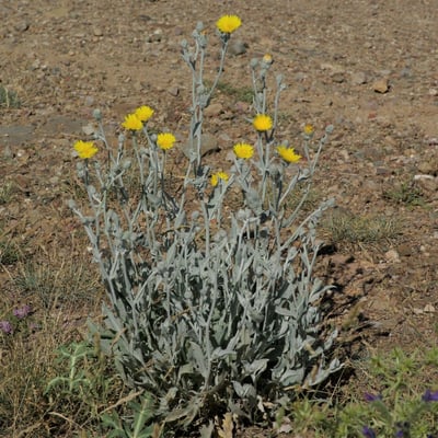 Andryala ragusina — flower