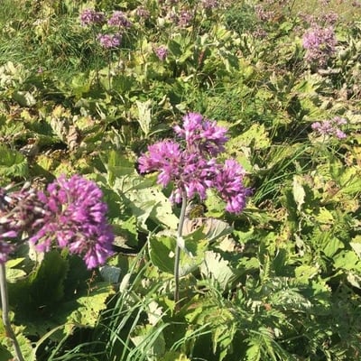 Adenostyles alpina — flower