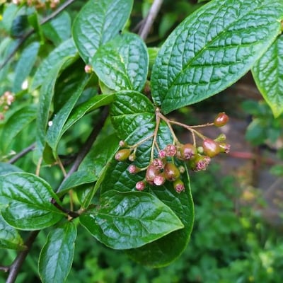 Cotoneaster bullatus — flower