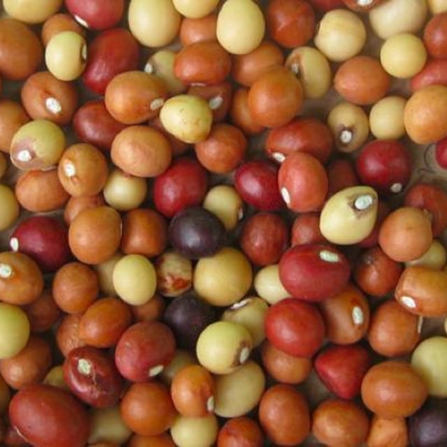 Vigna subterranea