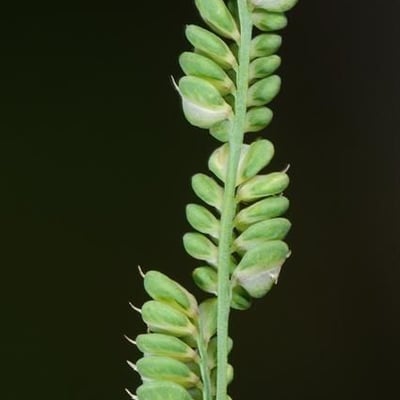 Beckmannia syzigachne — leaf