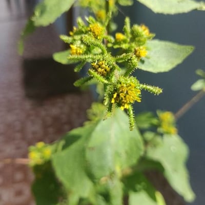 Sigesbeckia orientalis — flower