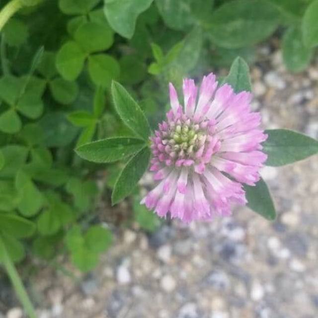 Trifolium medium — flower