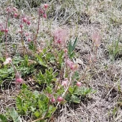 Geum triflorum — flower