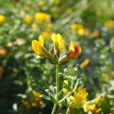 Lotus cytisoides — flower
