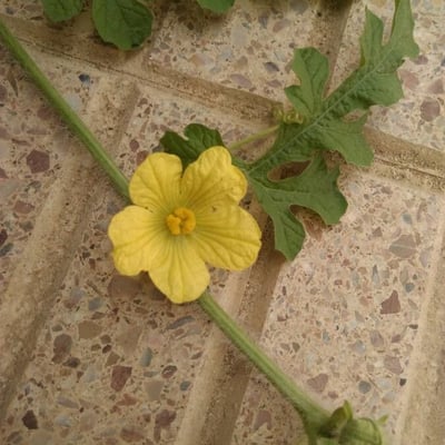 Citrullus lanatus — flower