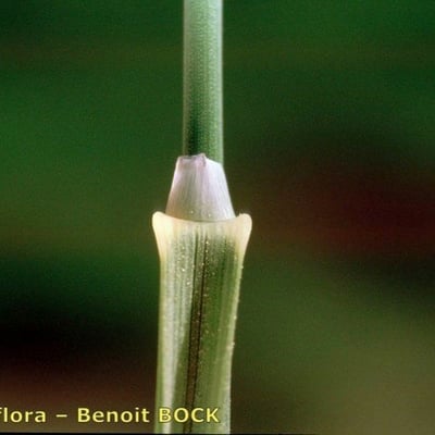Puccinellia fasciculata — bark