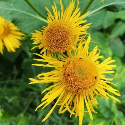 Telekia speciosa — flower