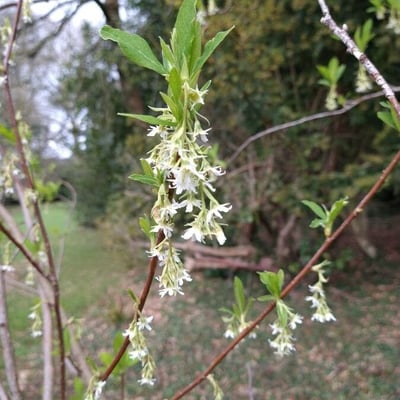 Oemleria cerasiformis — flower