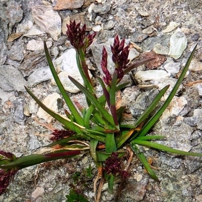 Poa alpina — flower