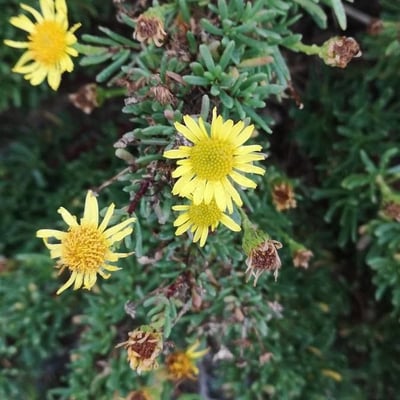 Limbarda crithmoides — flower
