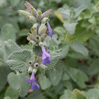 Nepeta racemosa — flower