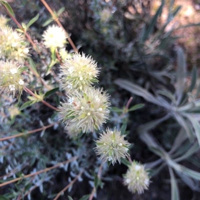Thymus mastichina — flower