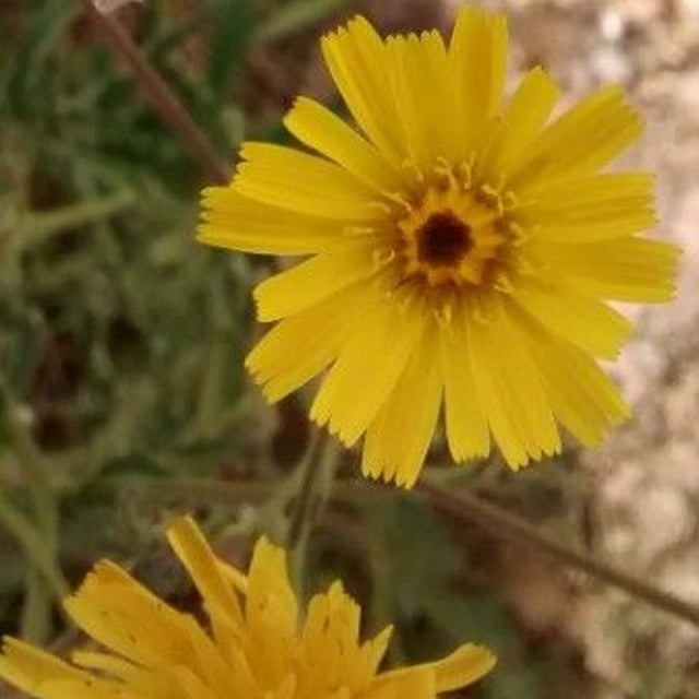 Crepis foetida — flower