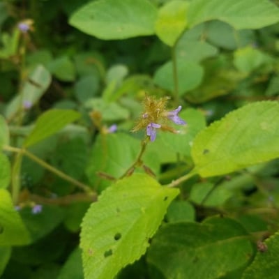 Calopogonium mucunoides — flower