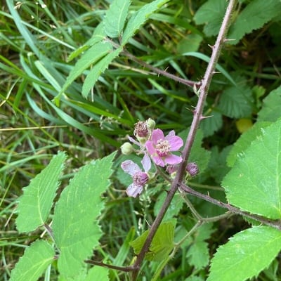 Rubus vestitus — flower