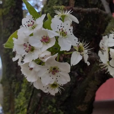 Pyrus calleryana — flower