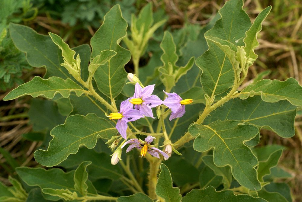 Nightshade