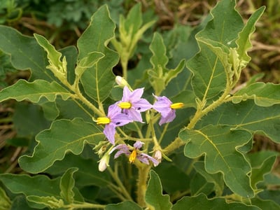 Nightshade