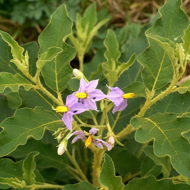 Nightshade