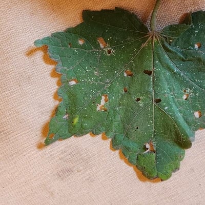 Pavonia urens — leaf