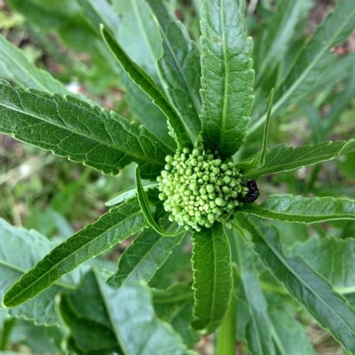 Armoracia rusticana — flower