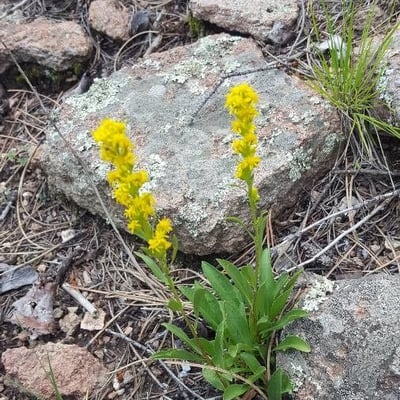 Solidago missouriensis — flower